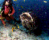 Boris the cod