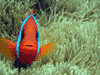 Clown fish