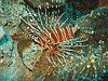 Butterfly cod