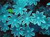 Daisy Coral