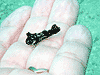 juvenile fish