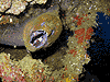 Moray Eel