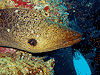 Moray Eel