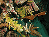 Pipefish