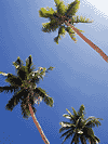 coconut trees Santo
