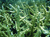 Staghorn coral