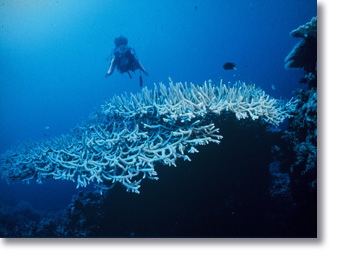 Chails Reef - photo taken by Michael Cufer