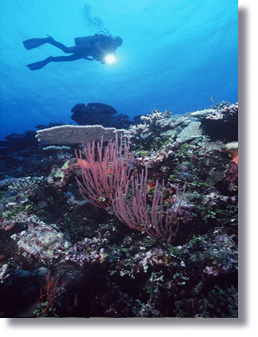 Cindy's Reef - photo taken by Mark Spencer